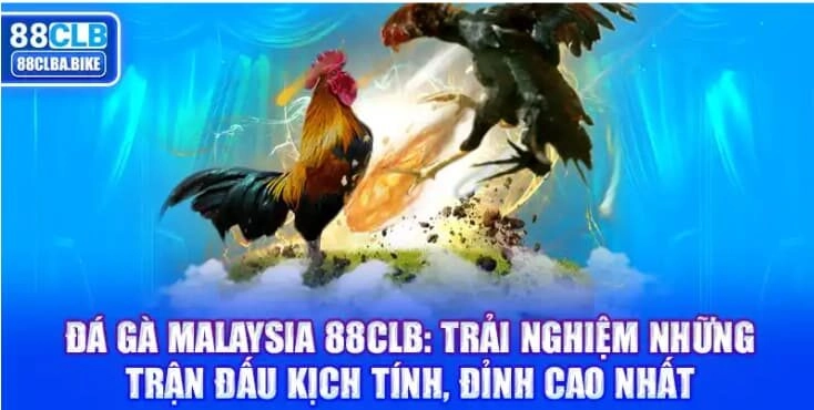 Đá gà Malaysia 88CLB